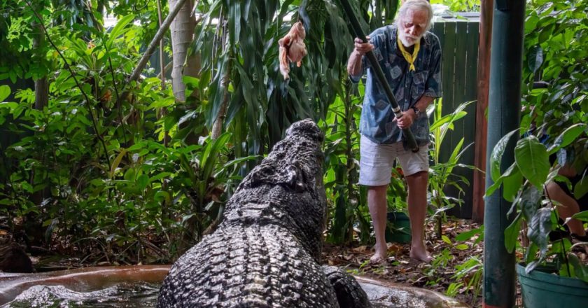 World’s largest captive crocodile dies in Australia