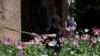 FILE - An Afghan security personnel destroys a poppy field in Argo district, May 13, 2024. 